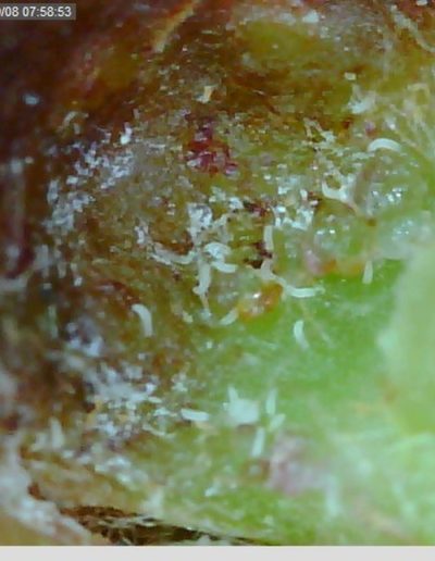 bud mite larvae inside bud